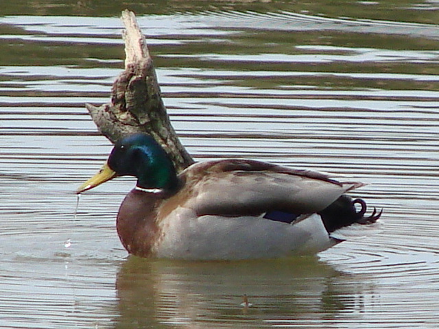 macchia grande e la sua avifauna